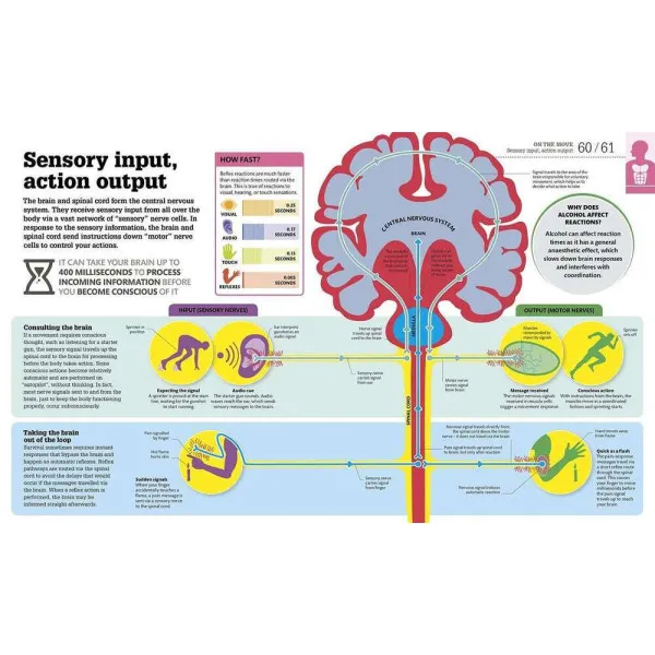 How The Body Works