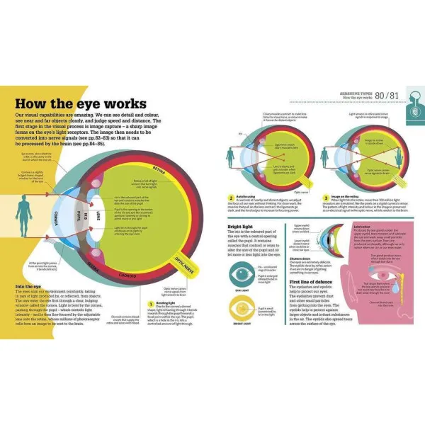 How The Body Works
