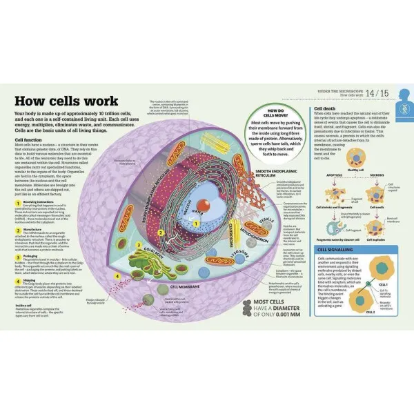 How The Body Works