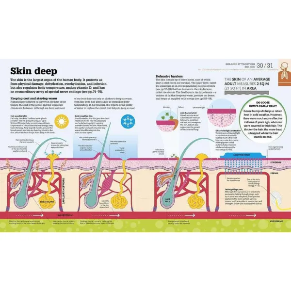 How The Body Works