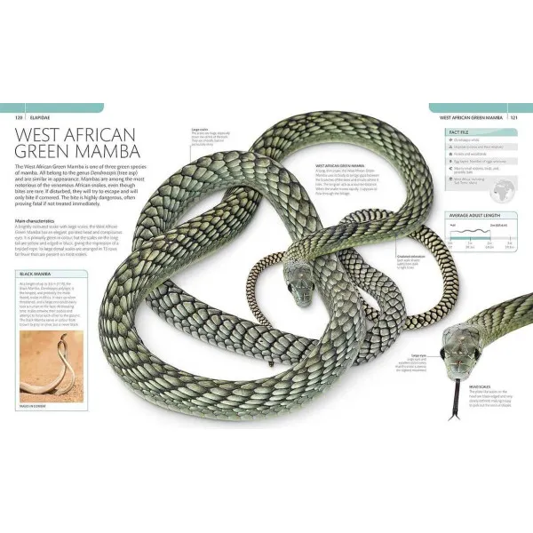 Snake