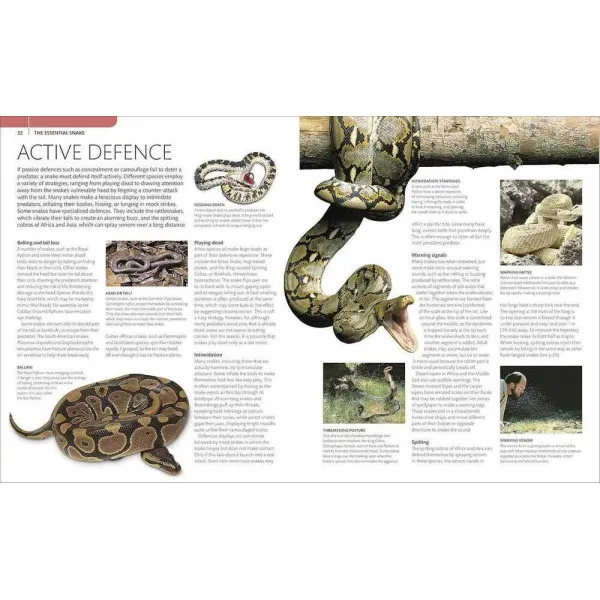 Snake