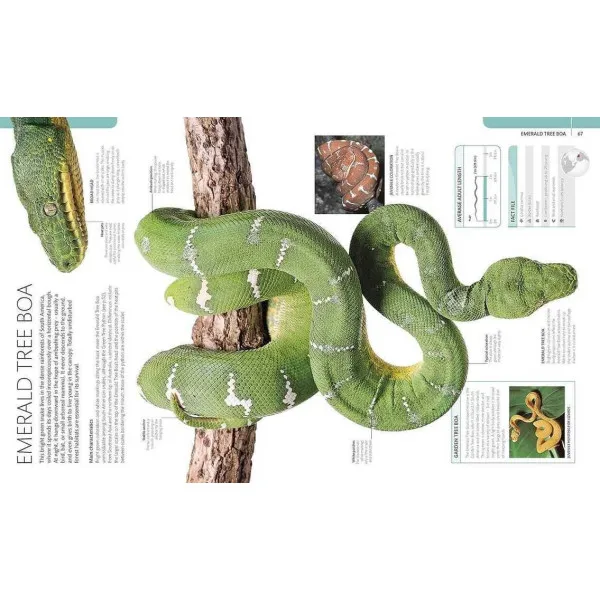 Snake