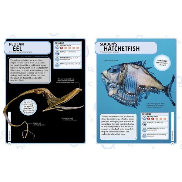 Sharks and Other Deadly Ocean Creatures. Visual Encyclopedia
