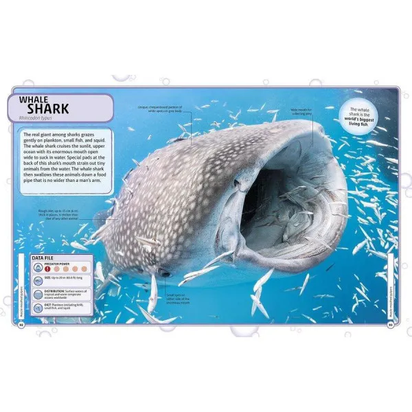 Sharks and Other Deadly Ocean Creatures. Visual Encyclopedia