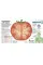 How Food Works