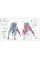 Science of Yoga. Understand the Anatomy and Physiology to Perfect your Practice