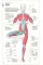 Science of Yoga. Understand the Anatomy and Physiology to Perfect your Practice