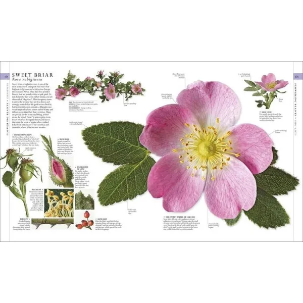 The Natural History Book