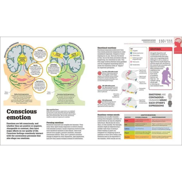 How the Brain Works