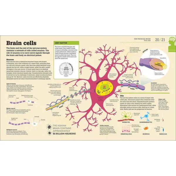 How the Brain Works