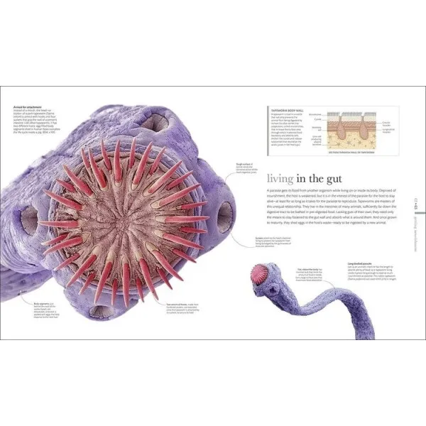 Micro Life : Miracles of the Miniature World Revealed 