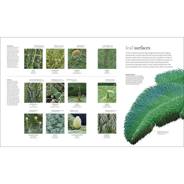 Micro Life : Miracles of the Miniature World Revealed 