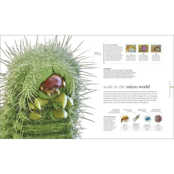 Micro Life : Miracles of the Miniature World Revealed 