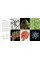 Botany for the Artist