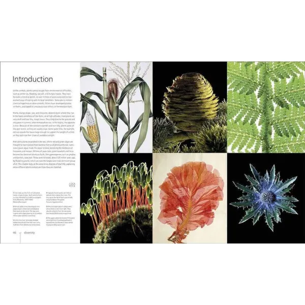 Botany for the Artist