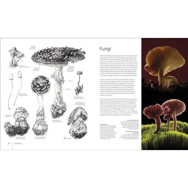 Botany for the Artist