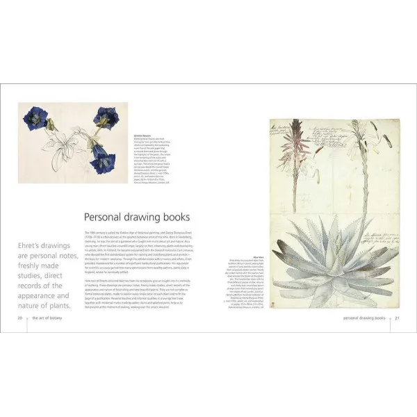 Botany for the Artist