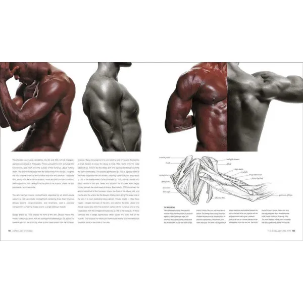 Anatomy for the Artist