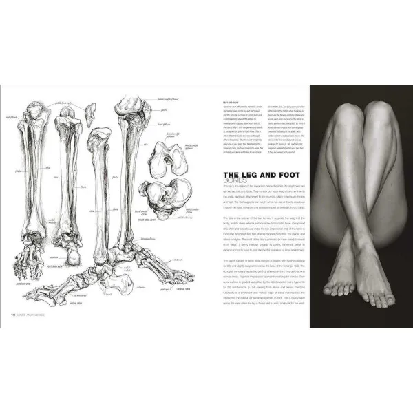 Anatomy for the Artist