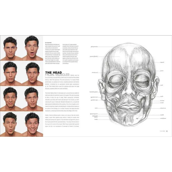 Anatomy for the Artist