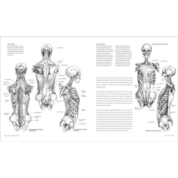 Anatomy for the Artist