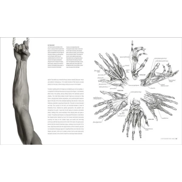 Anatomy for the Artist