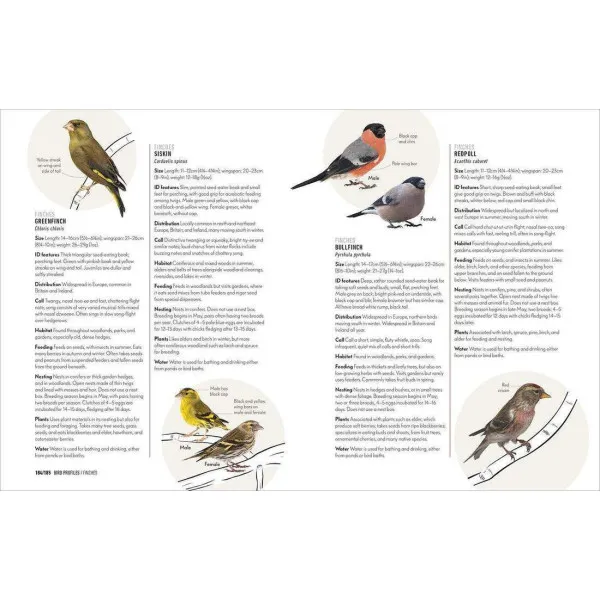 How to Attract Birds to Your Garden