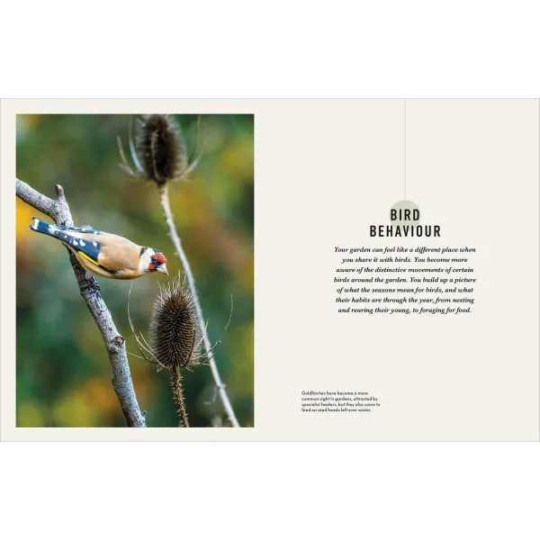 How to Attract Birds to Your Garden