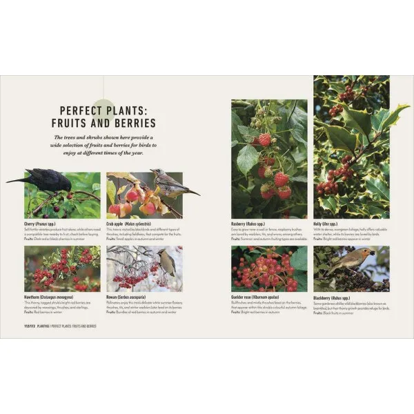 How to Attract Birds to Your Garden