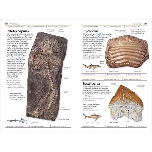 Fossils