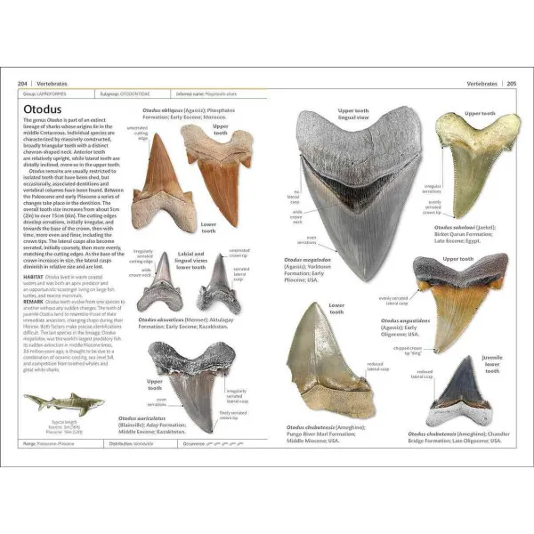 Fossils