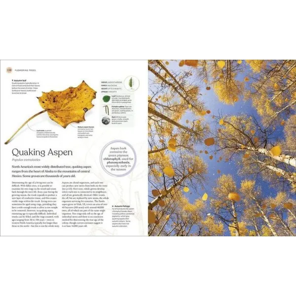 The Tree Book : The Stories, Science, and History of Trees 
