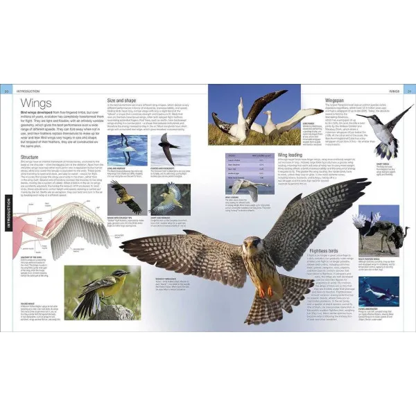 Bird
