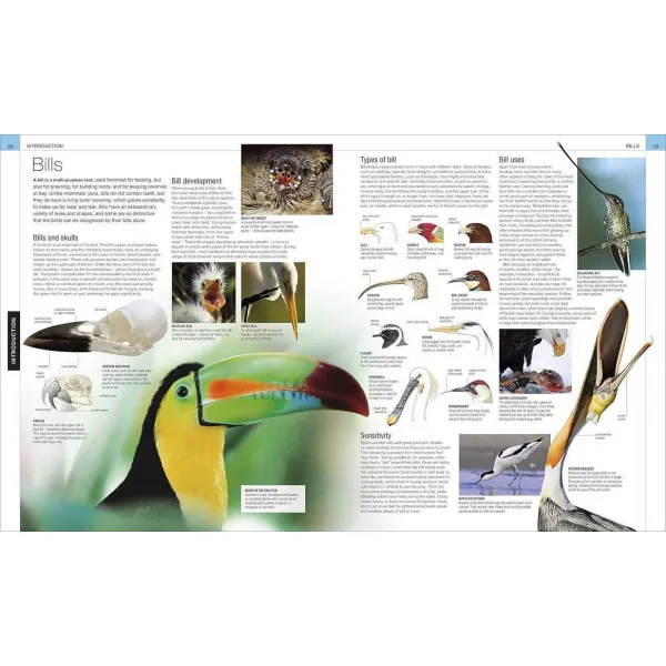 Bird