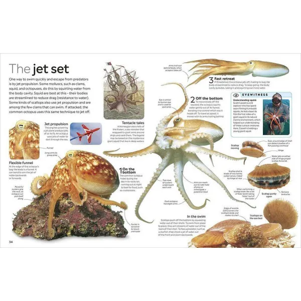 Ocean. The Definitive Visual Guide