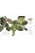 The Science of Plants