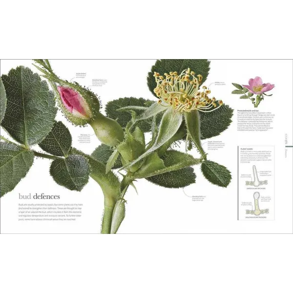 The Science of Plants