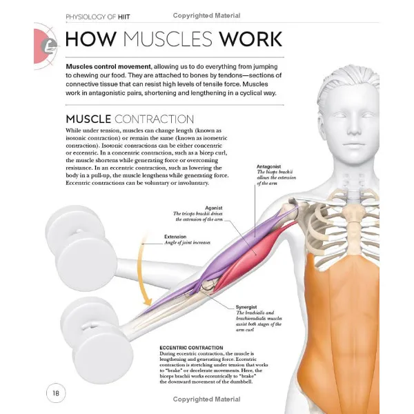Science of HIIT. Understand the Anatomy and Physiology to Transform Your Body