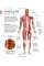 Science of HIIT. Understand the Anatomy and Physiology to Transform Your Body