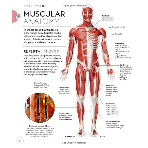 Science of HIIT. Understand the Anatomy and Physiology to Transform Your Body
