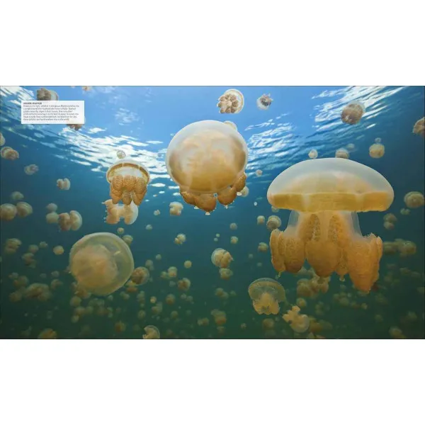 Ocean