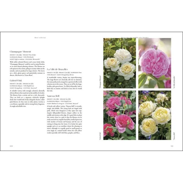 RHS Roses : An Inspirational Guide to Choosing and Growing the Best Roses