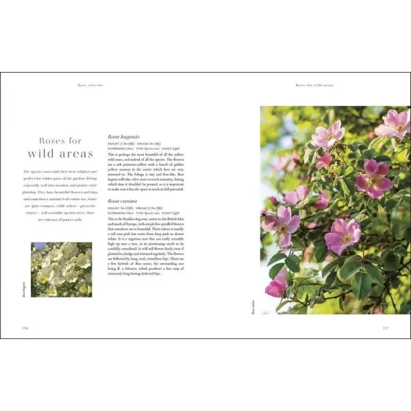 RHS Roses : An Inspirational Guide to Choosing and Growing the Best Roses