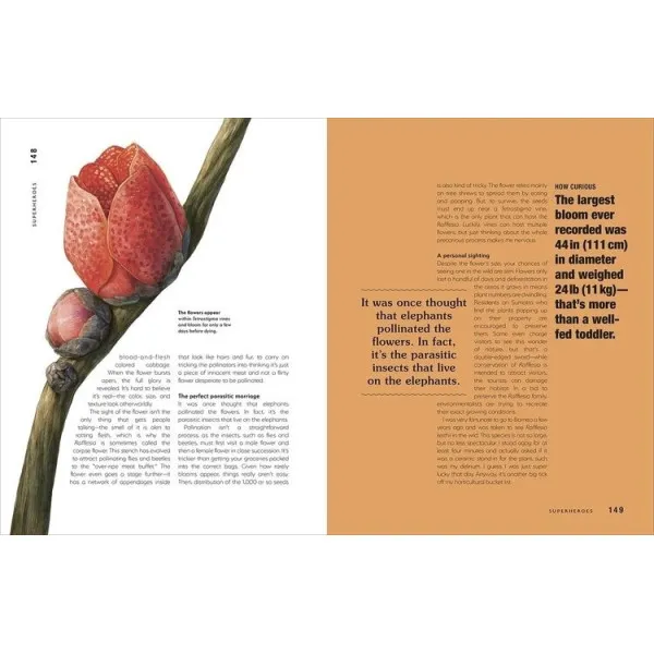Hortus Curious