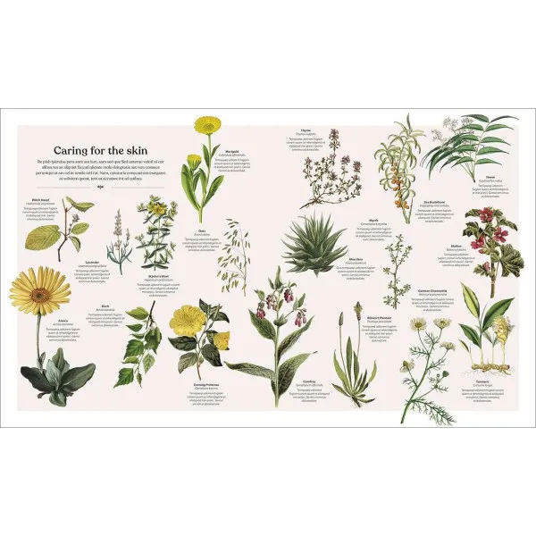 The Herb Book. The Stories, Science, and History of Herbs