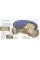 Ancient Rome. The Definitive Visual History