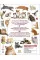 My Book Of Cats And Kittens