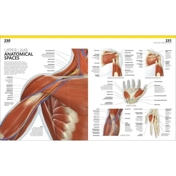 The Complete Human Body