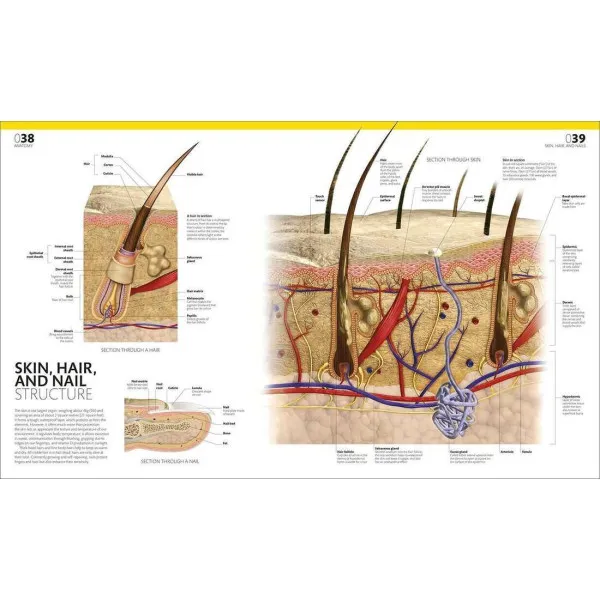 The Complete Human Body